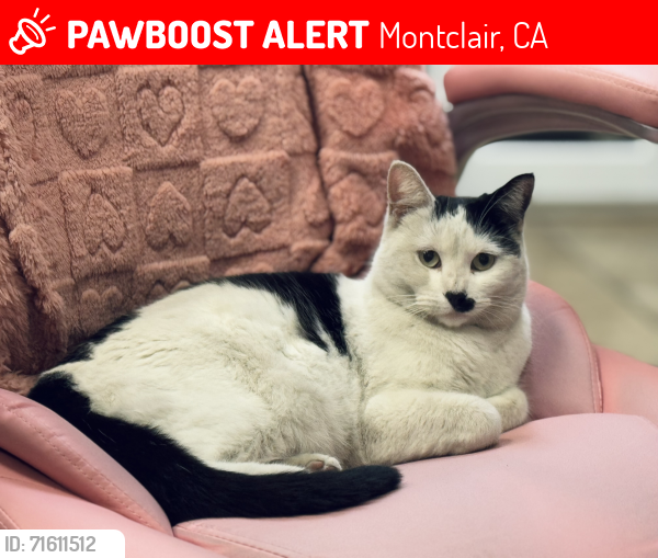 Lost Female Cat last seen Mission & Pipeline, Montclair, CA 91763