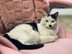 Lost Female Cat last seen Mission & Pipeline, Montclair, CA 91763