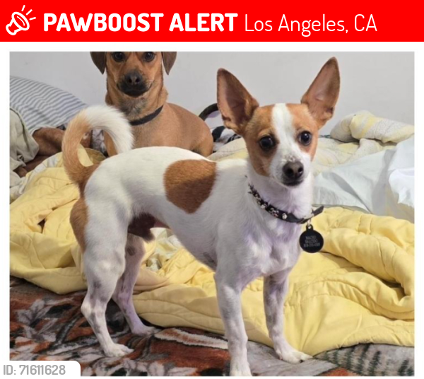 Lost Male Dog last seen Sepulveda Blvd/ Devonshire St/ San Jose St. In Mission Hills CA, Los Angeles, CA 91345