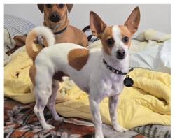 Lost Male Dog last seen Sepulveda Blvd/ Devonshire St/ San Jose St. In Mission Hills CA, Los Angeles, CA 91345