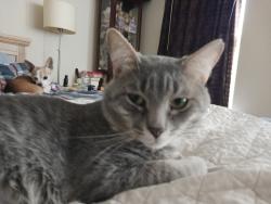 Lost Male Cat last seen Cimmaron Strip Ln.& Diamond Creek Ct., Lewisville, TX 75067