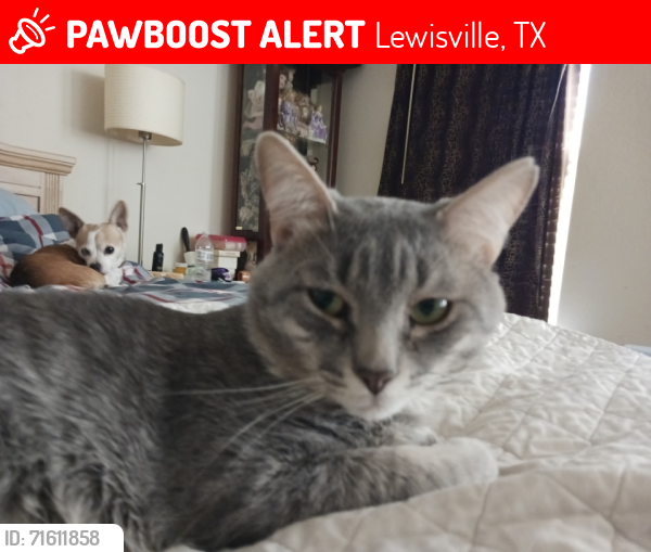 Lost Male Cat last seen Cimmaron Strip Ln.& Diamond Creek Ct., Lewisville, TX 75067