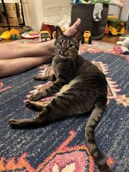 Lost Male Cat last seen N Delaware & N Watts St, Portland, Portland, OR 97217