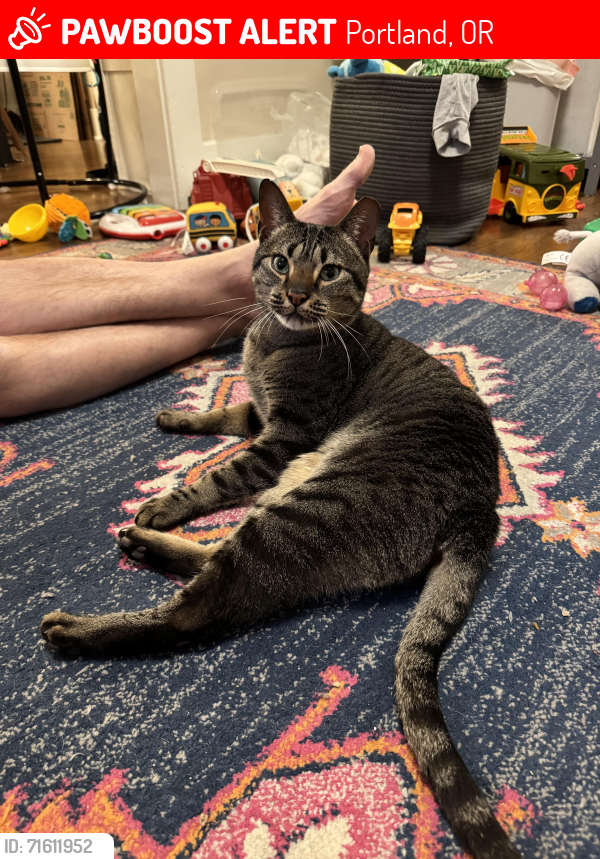 Lost Male Cat last seen N Delaware & N Watts St, Portland, Portland, OR 97217