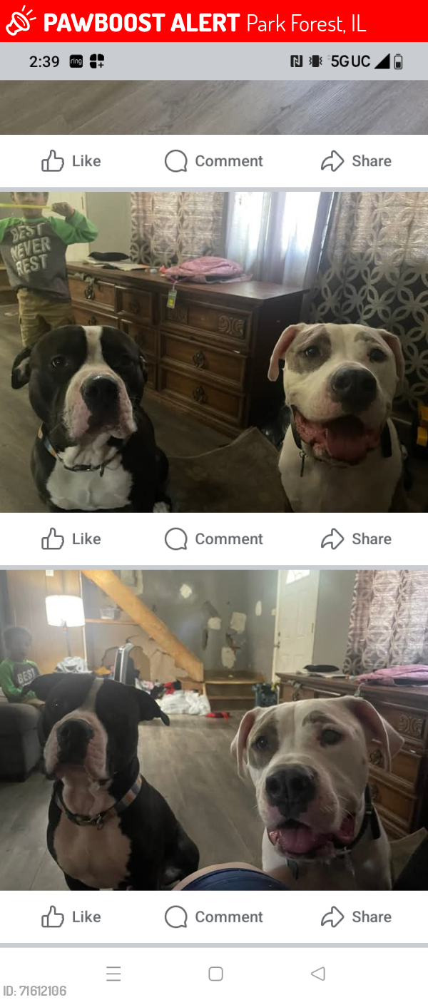 Lost Male Dog last seen Willow street , Park Forest, IL 60466