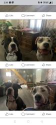 Lost Male Dog last seen Willow street , Park Forest, IL 60466