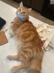 Lost Female Cat last seen SaveMart, Galt, CA 95632