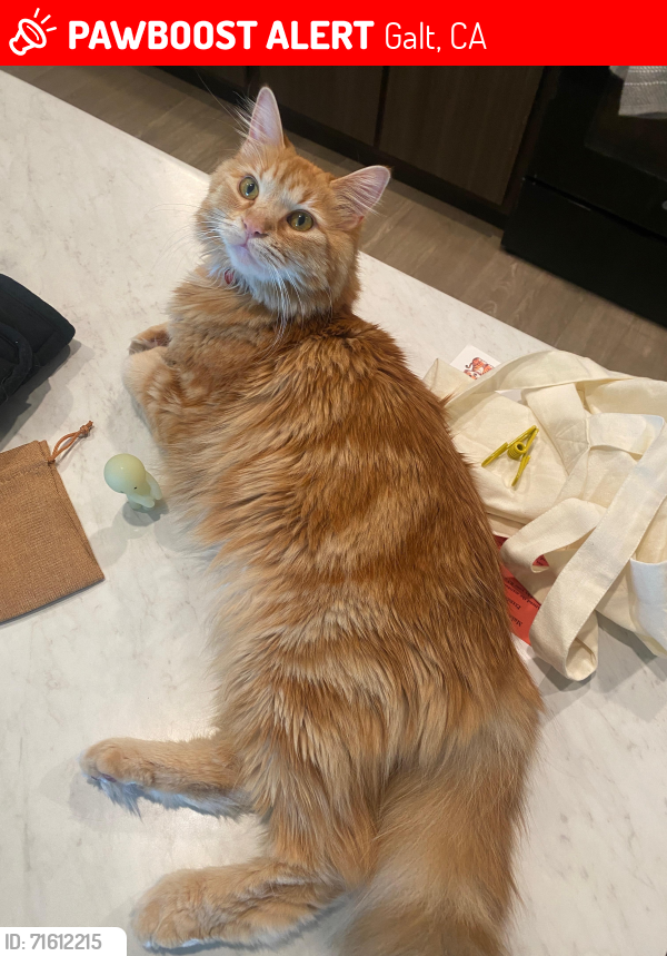 Lost Female Cat last seen SaveMart, Galt, CA 95632