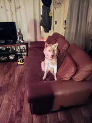 Lost Female Dog last seen By Casey's convenient store., Delaware County, OK 74342