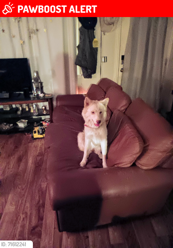 Lost Female Dog last seen By Casey's convenient store., Delaware County, OK 74342