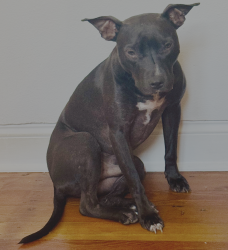 Lost Male Dog last seen Gas/convenience, Lamont, Monticello; Hwy 19 on Jefferson  OR I-10 E. Leon county. , Lamont, FL 32336