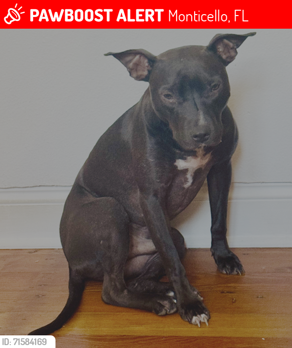 Lost Male Dog last seen Gas/convenience, Lamont, Monticello; Hwy 19 on Jefferson  OR I-10 E. Leon county. , Lamont, FL 32336