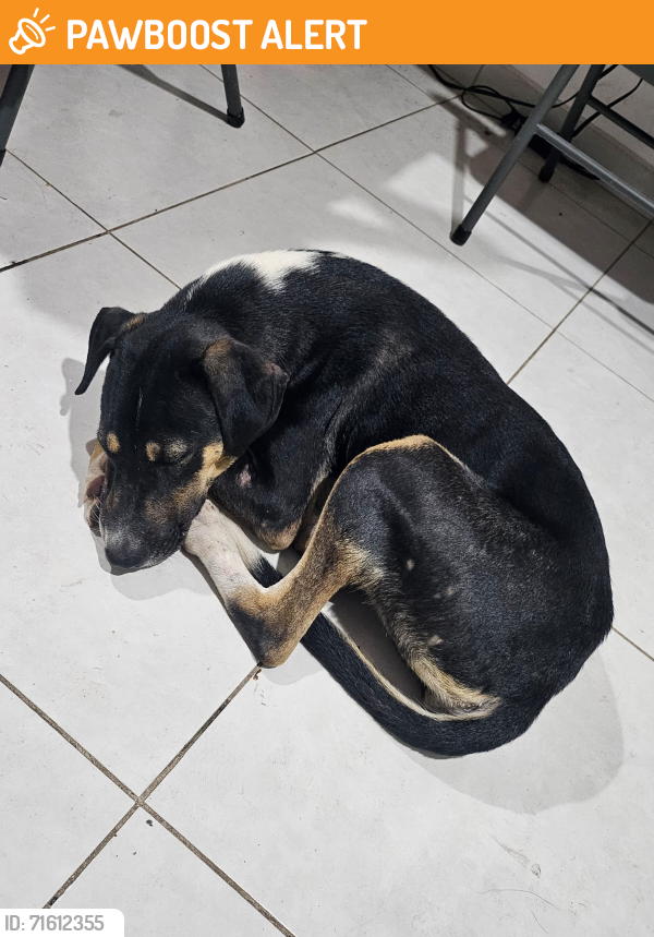 Found/Stray Female Dog last seen Calle Empírico 1827 Obrero campesino , Culiacán Rosales, Sin. 80013