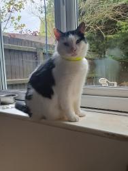 Lost Male Cat last seen Buckland Grove/Ringwood Avenue , Greater Manchester, England SK14 5SW