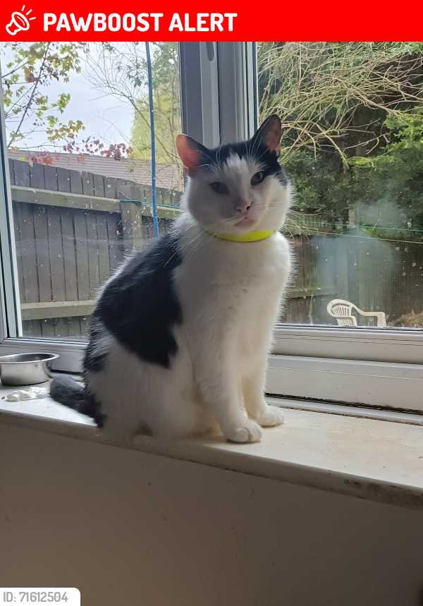 Lost Male Cat last seen Buckland Grove/Ringwood Avenue , Greater Manchester, England SK14 5SW