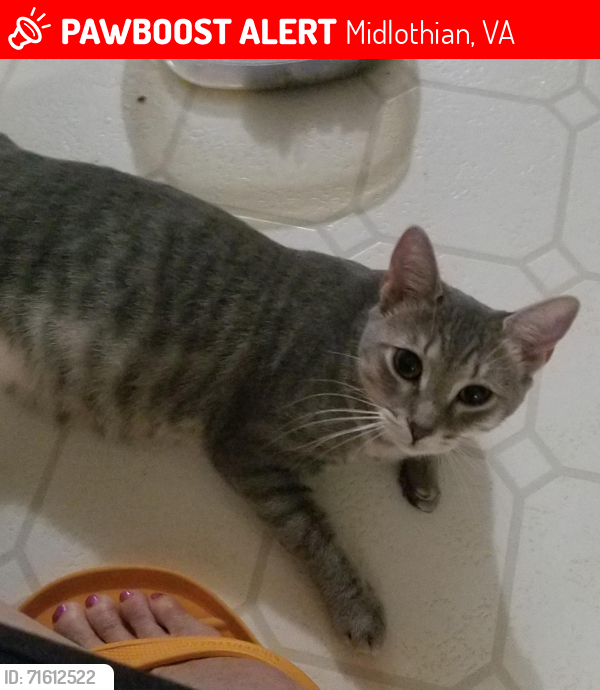 Lost Female Cat last seen Mockingbird Lane, Midlothian, VA 23112