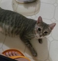Lost Female Cat last seen Mockingbird Lane, Midlothian, VA 23112