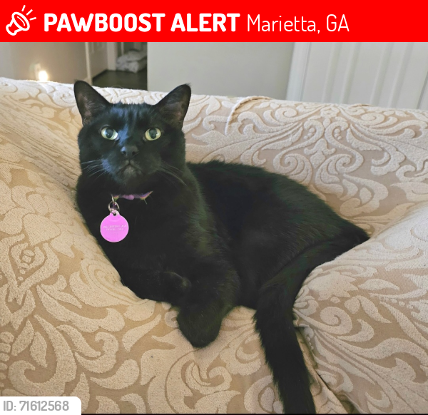 Lost Male Cat last seen Jamerson and Trickum , Marietta, GA 30066