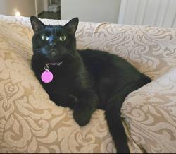 Lost Male Cat last seen Jamerson and Trickum , Marietta, GA 30066