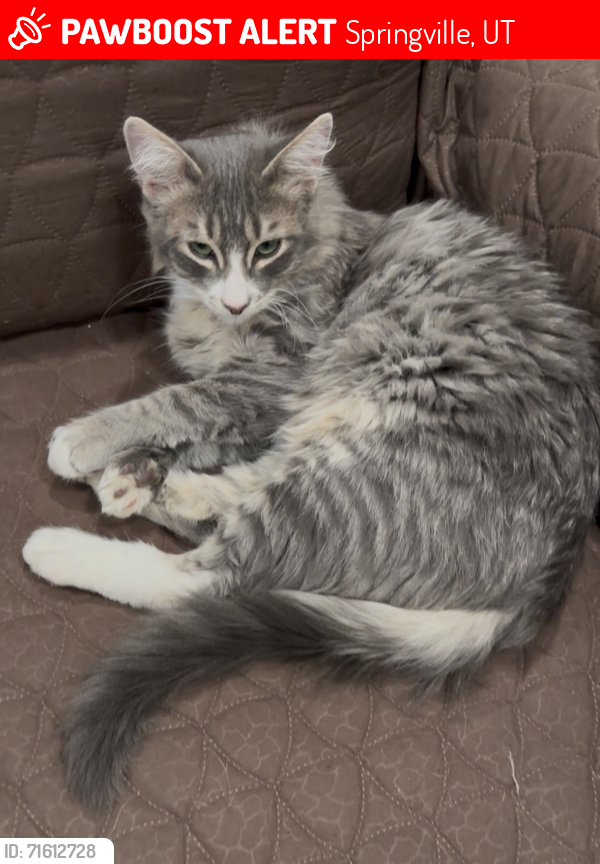 Lost Male Cat last seen Near North 700 East, Springville, UT 84663