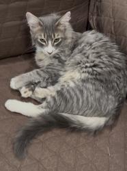 Lost Male Cat last seen Near North 700 East, Springville, UT 84663