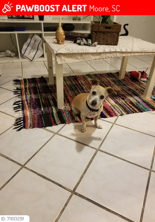 Lost Male Dog last seen anderson mill rd, Moore, SC 29376