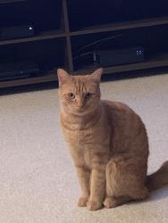 Lost Male Cat last seen Near Surreyhill Ct. Charlotte NC 28270, Charlotte, NC 28270