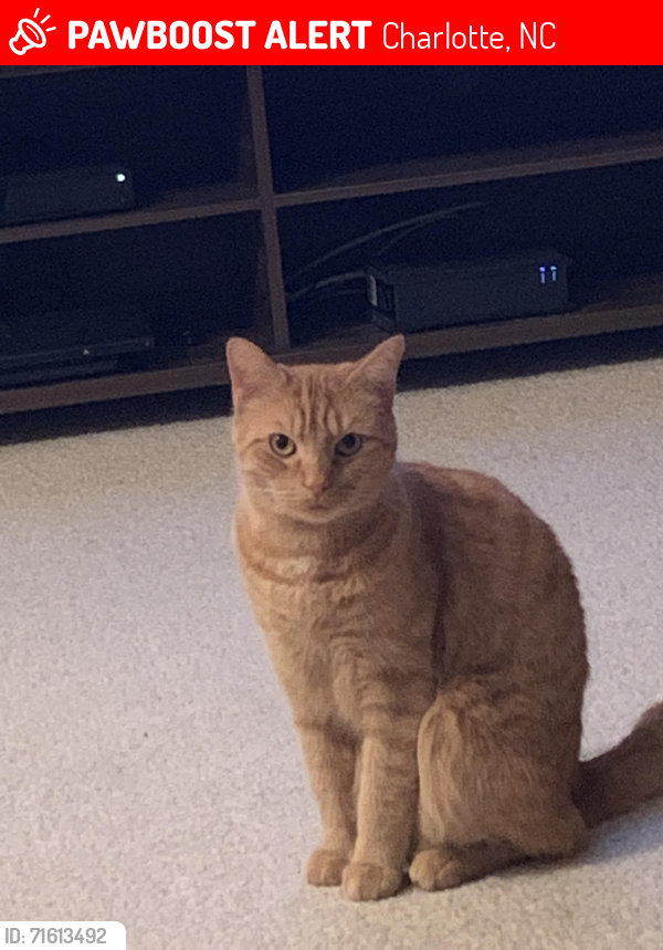 Lost Male Cat last seen Near Surreyhill Ct. Charlotte NC 28270, Charlotte, NC 28270