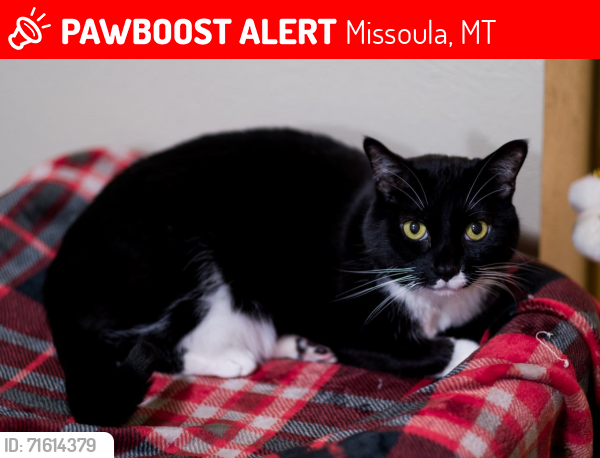 Lost Male Cat last seen Aubrey Place apmts behind Barnes and Noble, Missoula, MT 59808