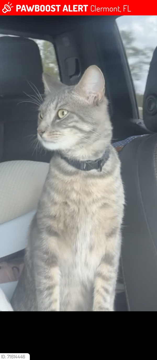 Lost Male Cat last seen aurelia cole academy, clermont, fl, Clermont, FL 34711