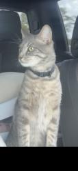 Lost Male Cat last seen aurelia cole academy, clermont, fl, Clermont, FL 34711