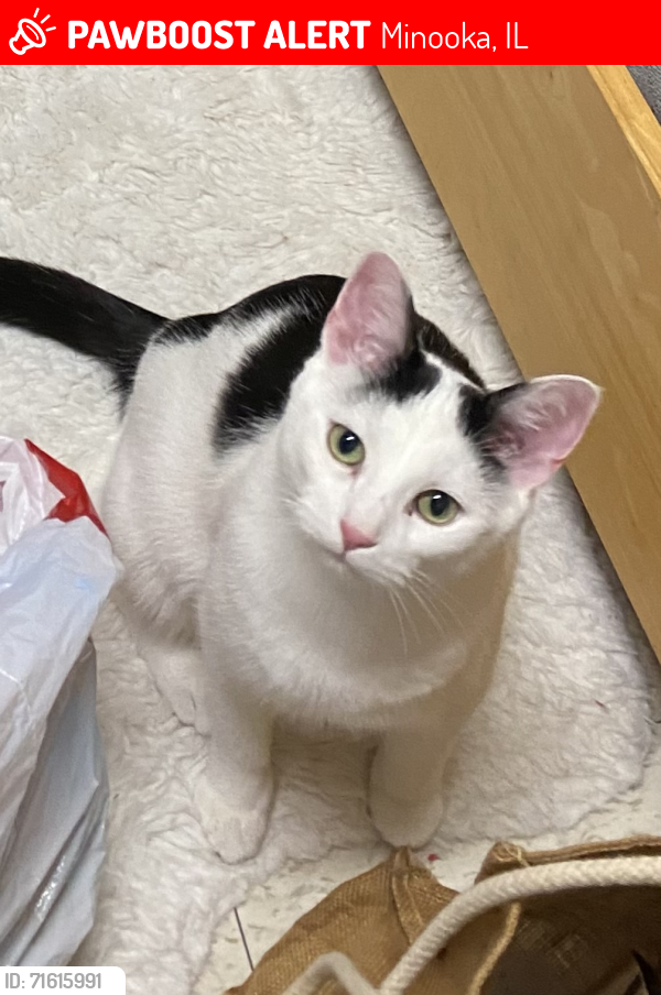 Lost Male Cat last seen Wildy Road, East side of Aux Sable Creek and West of Hare Rd, Minooka, IL 60447