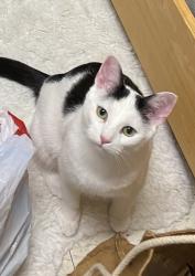 Lost Male Cat last seen Wildy Road, East side of Aux Sable Creek and West of Hare Rd, Minooka, IL 60447