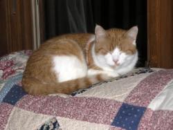 Lost Male Cat last seen near delia and Goodpark blvd, Akron, OH 44320