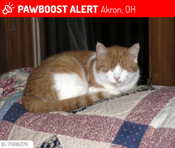 Lost Male Cat last seen near delia and Goodpark blvd, Akron, OH 44320