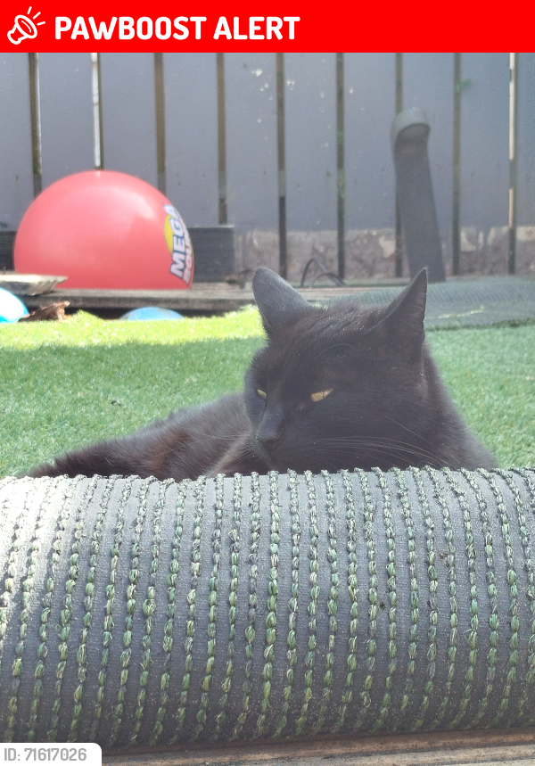 Lost Male Cat last seen Moss Road, Ballygowan , Ballygowan, Northern Ireland BT23