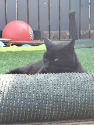 Lost Male Cat last seen Moss Road, Ballygowan , Ballygowan, Northern Ireland BT23