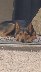 Lost Male Dog last seen State road 503, Nambe, NM 87506
