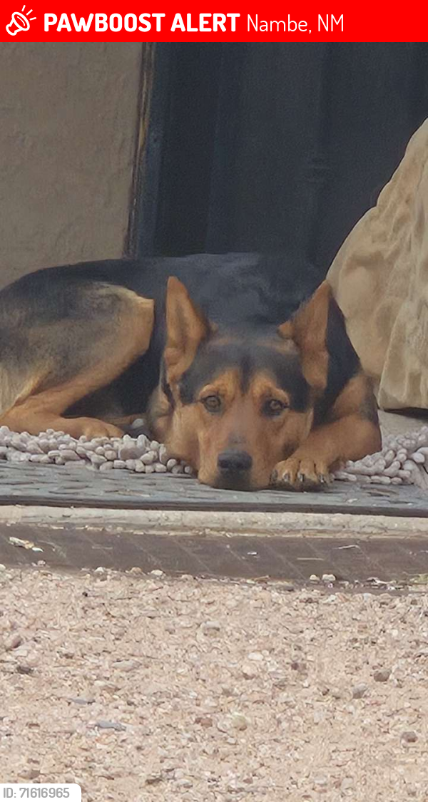 Lost Male Dog last seen State road 503, Nambe, NM 87506