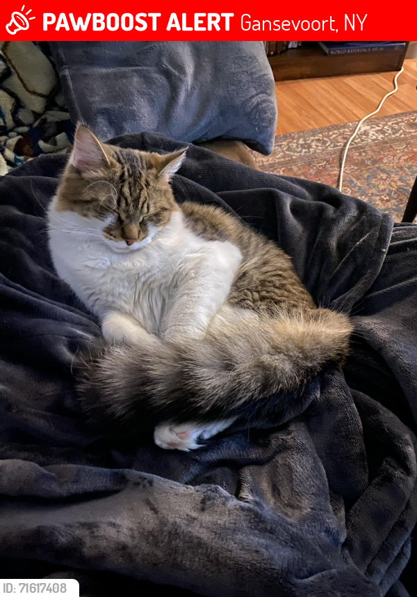 Lost Male Cat last seen Cedar Run & Fortsville Road, Gansevoort, NY 12831
