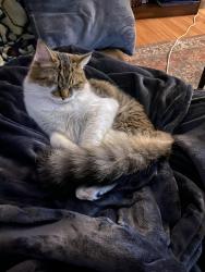 Lost Male Cat last seen Cedar Run & Fortsville Road, Gansevoort, NY 12831