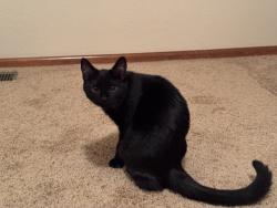 Reunited Female Cat last seen S. Gibralter Way and E. Wesley Dr., 80013, Aurora, CO 80013