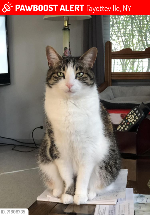 Lost Male Cat last seen Homewood Drive, Fayetteville, NY 13066