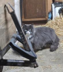 Lost Female Cat last seen Black Hall Rd and Short Falls Rd in Epsom, NH, Epsom, NH 03234