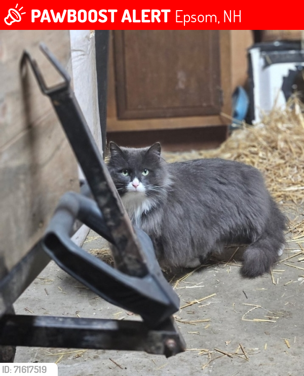 Lost Female Cat last seen Black Hall Rd and Short Falls Rd in Epsom, NH, Epsom, NH 03234