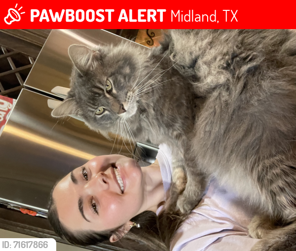 Lost Male Cat last seen Widener Strip, King Richards Row, Greenhill Terrace neighborhood., Midland, TX 79707