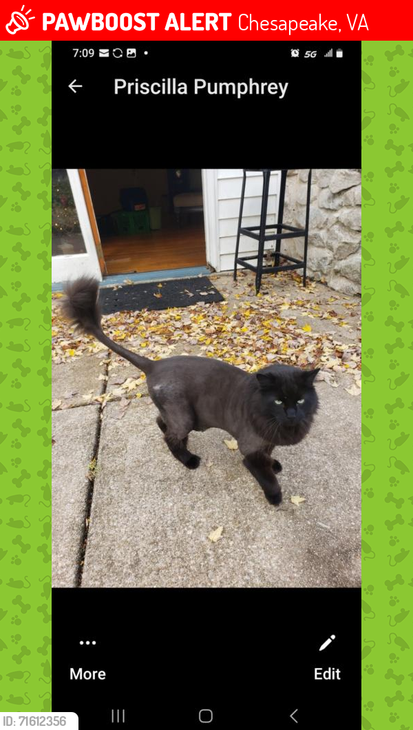 Lost Male Cat last seen Docking Post Drive and Shipping Lanr, Chesapeake, VA 23323