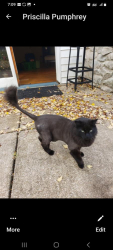 Lost Male Cat last seen Docking Post Drive and Shipping Lanr, Chesapeake, VA 23323