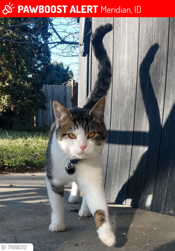 Lost Male Cat last seen Meridian Rd. and Cherry ln/Ustick rd (in between), Meridian, ID 83646