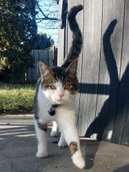 Lost Male Cat last seen Meridian Rd. and Cherry ln/Ustick rd (in between), Meridian, ID 83646